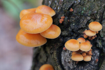Mushrooms, growing on a tree trunk in the autumn forest.
