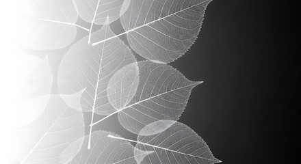 A grayscale image featuring translucent leaves with visible veins against a dark background