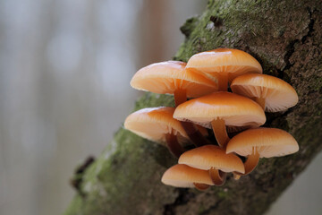 Mushrooms, growing on a tree trunk in the autumn forest.