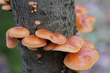 Mushrooms, growing on a tree trunk in the autumn forest.