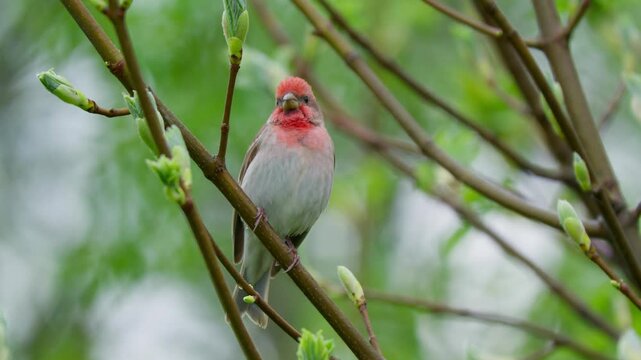 Common rosefinch (Carpodacus erythrinus) song, scarlet bird singing