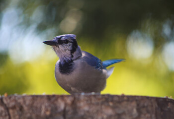 Blue Jay resting on a tree stump in soft natural light