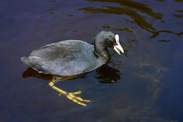 Schwimmendes Blässhuhn (Fulica atra) auf der Suche nach fressbaren Wasserpflanzen - Schwenninger Moos, Deutschland