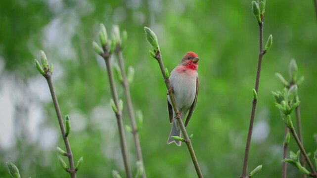 Common rosefinch (Carpodacus erythrinus) song, scarlet bird singing
