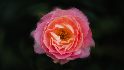 pink rose on black background,single orange rose,Dream Abstract Blurry Flower Posters,pink flower on black