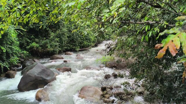 flowing water stream creek river in tropical forest. Tranquil calm nature view