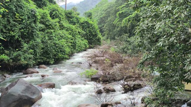 flowing water stream creek river in tropical forest. Tranquil calm nature view