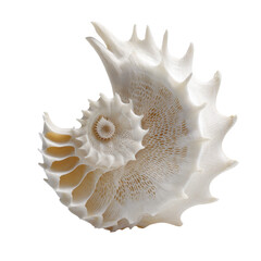 Obraz premium A beautiful, spiraled shell showcasing nature's intricate design. or transparent background