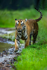 The Majestic Tiger in it's Natural habitat 