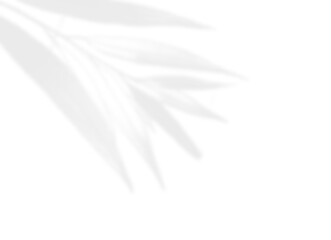 Minimal Three-Leaf Shadow Overlay