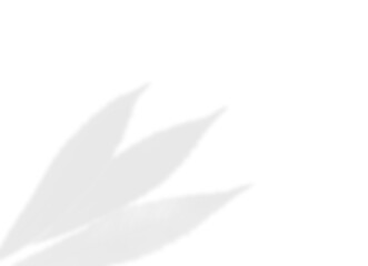 Minimal Three-Leaf Shadow Overlay