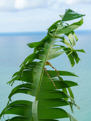Green Banana Leaf with Wind Damage and Sea Background