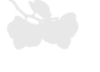 Natural Light Plant Shadow Overlay