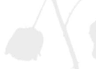 Natural Light Plant Shadow Overlay