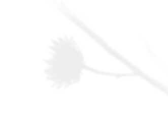 Natural Light Plant Shadow Overlay