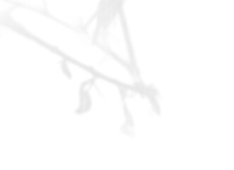 Natural Light Plant Shadow Overlay