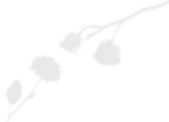 Natural Light Plant Shadow Overlay