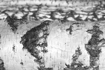 black-and-white photo with white birches