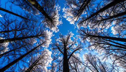 Looking up through tall trees with bright blue sky and white clouds