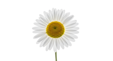Isolated single daisy flower with white petals and yellow center on a black background studio shot