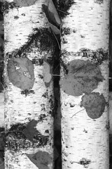 black-and-white photo with white birches