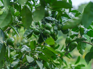 Citrus Tree with Unripe Green Lemons Among Glossy Leaves
