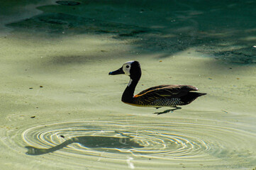 Bird in pond  in San Diego Zoo, San Diego, California, USA