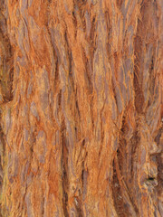 Close Up of Rough Tree Bark with Natural Texture