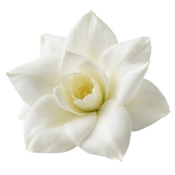 Beautiful, elegant white gardenia flower in full bloom. Delicate petals open up, showing fresh, serene nature