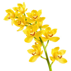 Fototapeta premium Vibrant yellow orchid flower stem beautiful, elegant, fresh floral spray with cheerful, delicate feeling