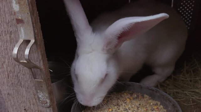 White rabbit with pink eyes leaning out of a wooden hutch near a bowl of grain feed. Close-up shot showing natural farm life and rustic atmosphere.