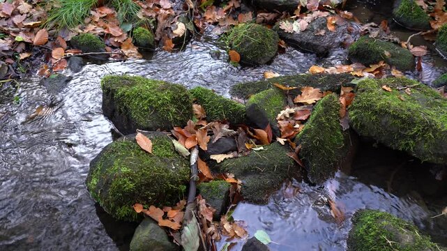 autumn by the stream