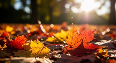 autumn leaves background