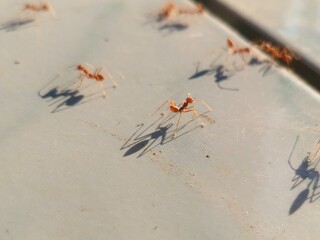 Close-up of a Red Weaver Ant Casting a Long Shadow on a Bright Surface. Macro Insect Life and Determination.