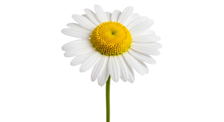 Isolated single daisy flower with white petals and yellow center on a black background close up