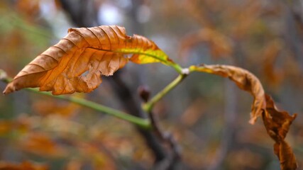 The last days of autumn seen through trembling leaves