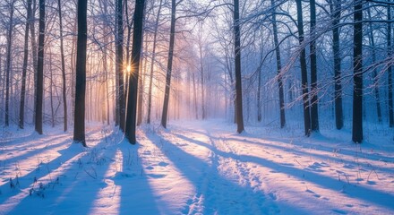 Enchanting Winter Forest Path at Sunrise with Golden Light