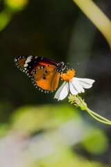 A vibrant orange, black, and white butterfly gracefully perches on a delicate white daisy-like flower, its proboscis extended. The soft, blurred background emphasizes this peaceful moment in nature.