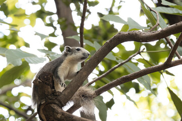 A curious Pallas's squirrel with grey fur and a white belly is perched on a tree branch, looking attentively to the side. The bright natural light illuminates green leaves and sky in the background.