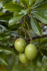 Close-up: Three unripe, green, speckled fruits of Cerbera hang from a branch amid vibrant leaves. Blurred background highlights tropical plant beauty.