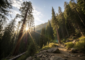 Sunburst forest trail morning light tall pine tree mountain valley rocky path green foliage soft haze golden glow nature landscape outdoor adventure. Sunlight filters through towering pine