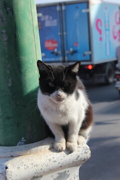 cat on the street