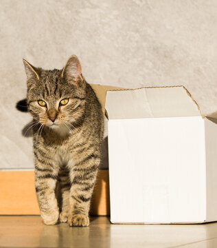 Fototapeta Mały szary wesoły kot bawi się pudełkiem