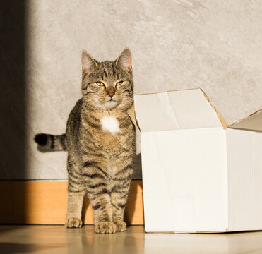 Fototapeta Mały szary wesoły kot bawi się pudełkiem