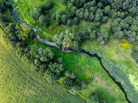 Top-down aerial view of the wild Widawa River near Wrocław, Poland, flowing through natural landscape