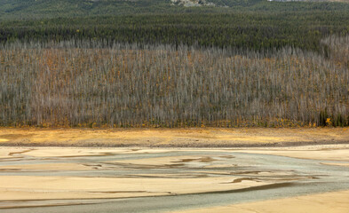 Burned forest and yellow autumn trees near Jasper National Park