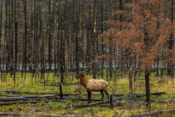 Elk in burned forest near Jasper National Park, Alberta, Canada