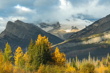 Autumn trees and glacier under cloudy sky in Alberta Rockies