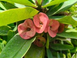 Close up shot of Euphorbia Mili Flower.