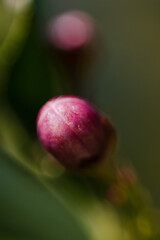 Lemon bud, unopened part of a lemon flower. initial stage of the flower before it fully opens. Essence with sweet and floral notes	